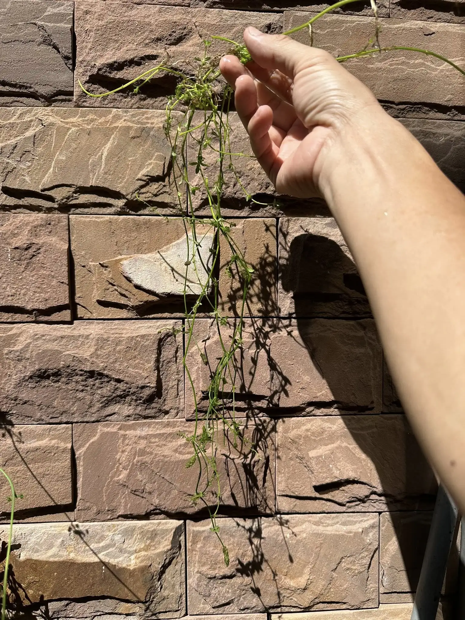 Aquascaping steps - Connecting - IAPLC 2025 Honor Prize - Long Tran Hoang / Vietnam